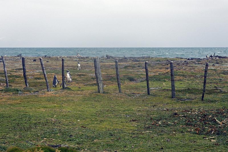 20071214 111102 D2X 4200x2800.jpg - Penguins returning from the sea to feed their young